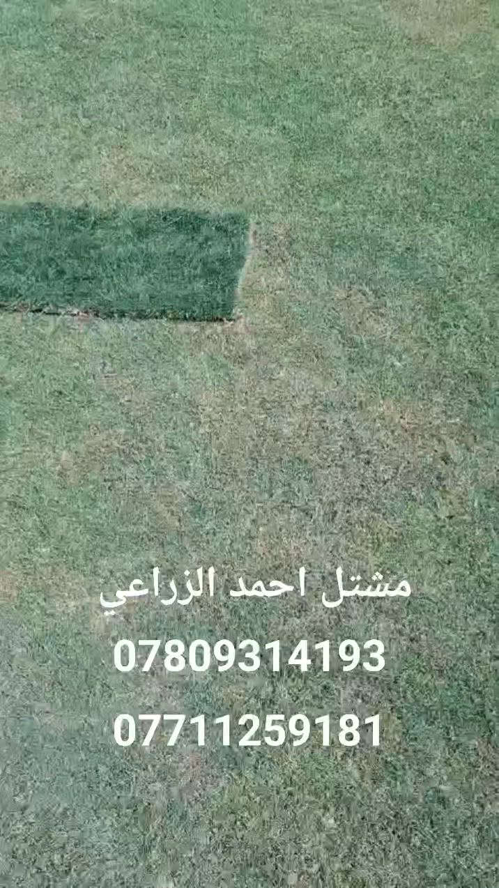 #انسب_الاسعار_وافضل_الاشجار_مشتل_احمد_الزراعي
#تخفيضات_ع_جميع_انواع_الزرع_الخارجي_الظلي_
#السنادين_بتموس_جميع_اصناف_النخيل_نسيجي_قلع_ 
الانبار حديثة بروانه الشارع الرئيسي 
احمد *********** محمد ***********
#ارخص_مشتل_بالعراق_مشتل_احمد_الزراعي
