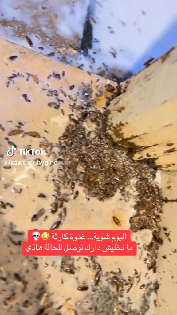 46565087 077
احمي  بيتك من الدمار  بأحسن المبيدات العالميه مع كادر متخصص
 عالج بيتك قبل البناء بأحسن المبيدات العلميه

 المدمرة للدور السكنية و الفنادق و البنايات و مكافحتها باستعمال مبيدات من مناشئ عالمية معتمدة و بضمان عدم عودة الاصابة نهائية
في حال تواجد في بيتك مثل الموجود في اصوره  راسالنا عالصفحه في الخاص او اتصل بنا عالرقم تواجدنا 24ساعه 

 الأرضة أو النمل الأبيض 
هو ليس نملأ بالمعنى الحقيقي حيث يتصل الصدر والبطن في النمل الأبيض مباشرة وبدون خصر والنمل الأبيض حشرة كانسة كما يتسم بحياته السرية ، ويتغذى أساسا على السيليولوز ، ويعيش في مستعمرات تتنوع فيها الطوائف التي تختلف في بنيتها ووظيفة كل منها ، ورد ذكر هذا النمل في القرآن الكريم حيث يرى بعض العلماء أن النمل الأبيض هو دابة الأرض التي أكلت عصا نبي الله سليمان المشار إليها في قوله تعالى في سورة سبأ ( فلما قضينا عليه الموت ما دلهم على مؤټه إلا دابة الأرض تأكل منشأته ( و يعتبر النمل الأبيض ( الأرضة ) من أخطر الحشرات التي تقضي سنوية على العديد من الأبنية والأثاث والمكتبات وكذلك الأشجار المعمرة . 

وحشرة الارضه من المستعمرات المعمرة 
للحجز والاستفسار  ***********
وتساب
