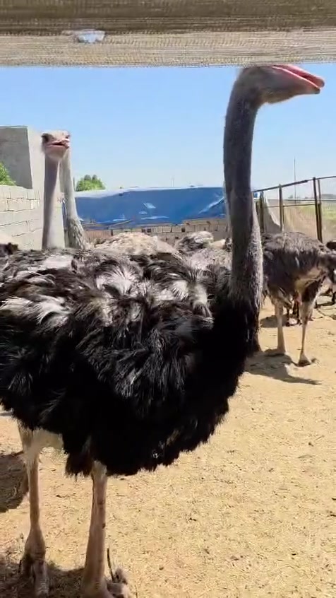 سلام عليكم تحياتي ادمن 
متاح نعام الفريقي ابو اصبعين 
شرط البيض  شرط صحه
عنوانه ديالى بعقوبه 
اكو خدمت توصيل جميع محافظات 
***********
