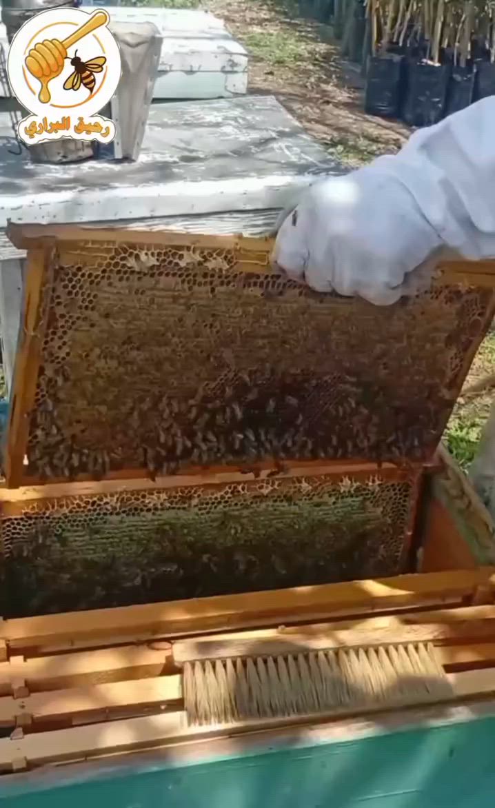 شو اللي بيخلي عسلنا مختلف؟ السر بيبدأ من كيف بنهتم بنحلنا متل عيلتنا تماماً! 🍯🐝
​بـ رحيق البراري، عنايتنا بالخلايا بتضمن لكم أنقى عسل طبيعي:
✅ صحة الملكة ونشاطها.
✅ مخزون غذاء طبيعي.
✅ إجراءات وقائية 100%.
​نحلة مرتاحة = عسل أصلي ومفيد. 💛
شاركونا رأيكم بالتعليقات 👇
​للطلب والحجز :
📞 سوريا: 963937619206+
📞 العراق: 9647754224443+
​#رحيق_البراري #عسل_طبيعي #عسل #عسل_حر #طبيعي #سوريا #العراق #نحل 🍯✨


**إذا كنت صاحب هذا الإعلان وتريد حذفه لأي سبب، رجاءا أرسل رسالة إلى الدعم الفني**