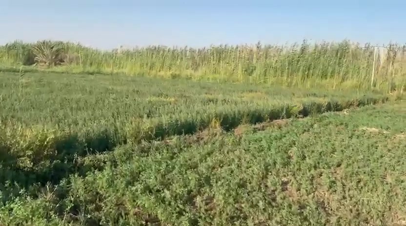 للبيع فقط4دوانم طابو زراعي امي من النهر الاروائي يبعدن100متر عن الاروائي السجر  تباع شلع مي اساله وكهرباء بيهن غرفتين مكان للدجاج وبيهن نخل
***********
***********
