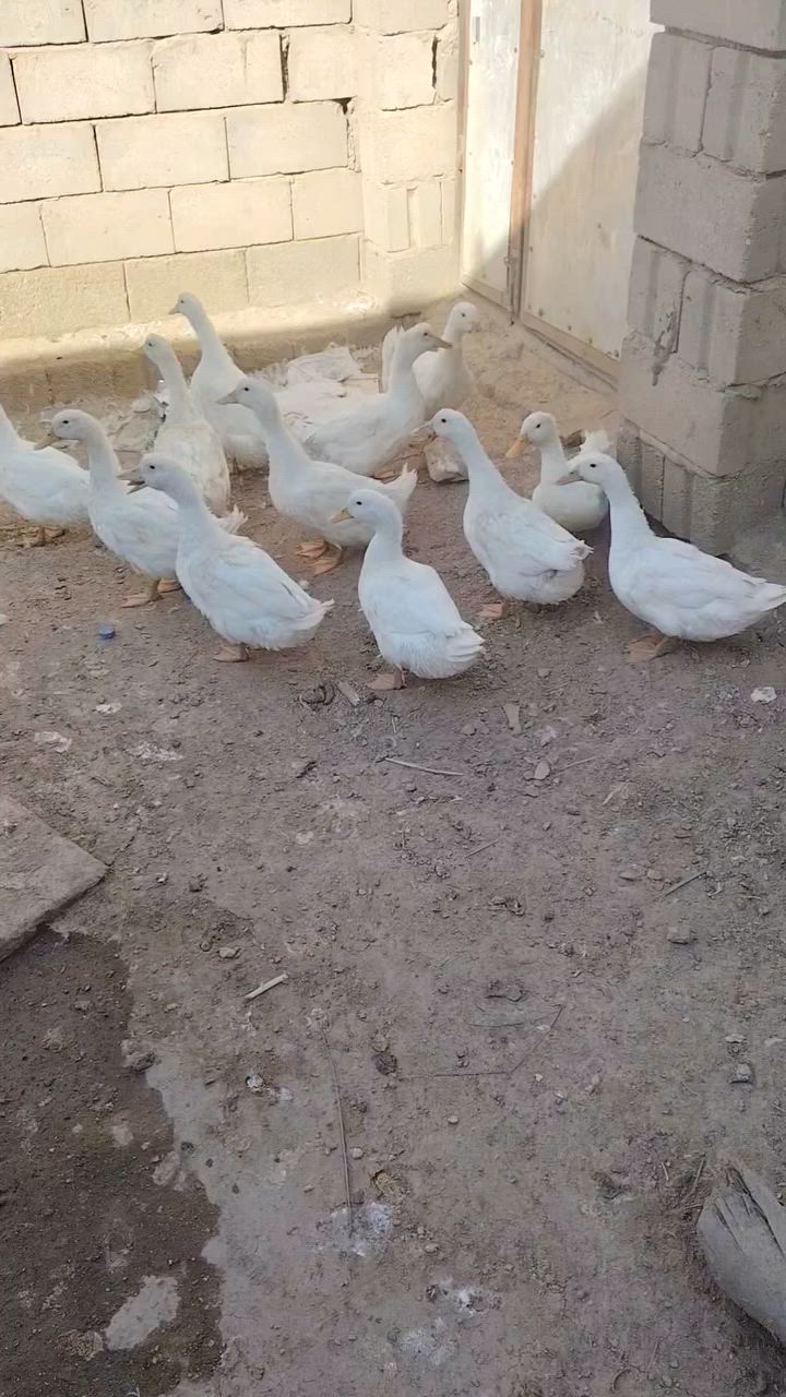 السلام عليكم... متاح
ابشوش ازغار عدد ١٠+++ابشوش اكبار عدد ١٣

العنوان المشخاب... السعر علخاص


**إذا كنت صاحب هذا الإعلان وتريد حذفه لأي سبب، رجاءا أرسل رسالة إلى الدعم الفني**