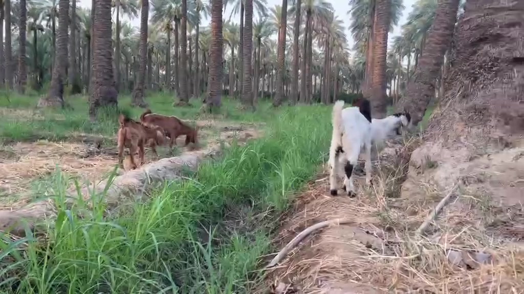 السلام عليكم.. تابع المنشور للاخير
كشاتير عدد ثمانية ٨ كلهن فحلة للرباطة والجناية كلهن ناصحات  ومرتبات بيهم يرهمن افحل للحلال نوعياتهن ممتازة بيهن افغانيات وبكريات وعارضي
 س ع ر الزوج ٣٥٠ الف وبيهن مجال بسيط المكان بغداد الطارمية قرية الشيخ حمد قرب جامع ال البيت أو الاتصال على الارقام ***********// *********** ابوموسى
 الأفضل الاتصال كون يتعذر الاتصال بالانترنت
