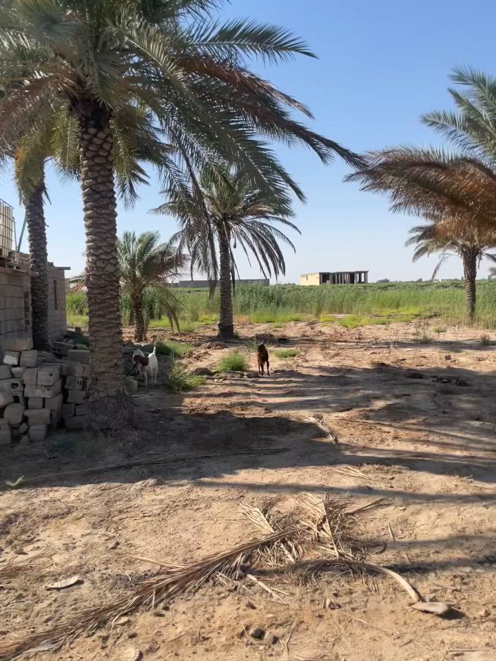 للبيع بسعر مناسب 
دونم. او نصف دونم للبيع كربلاء سايد بغداد قرب الامام عون.  سلام الله عليه منطقه هادئه وقريبه جدا عن لأمام   الواجه ١٤ والنزال على القياس 
تريد دونم تريد. نص موجود  عقد زراعي. بأسامينا 
مباشر على التبليط للباب  الشارع عريض 
 اتصال ***********
