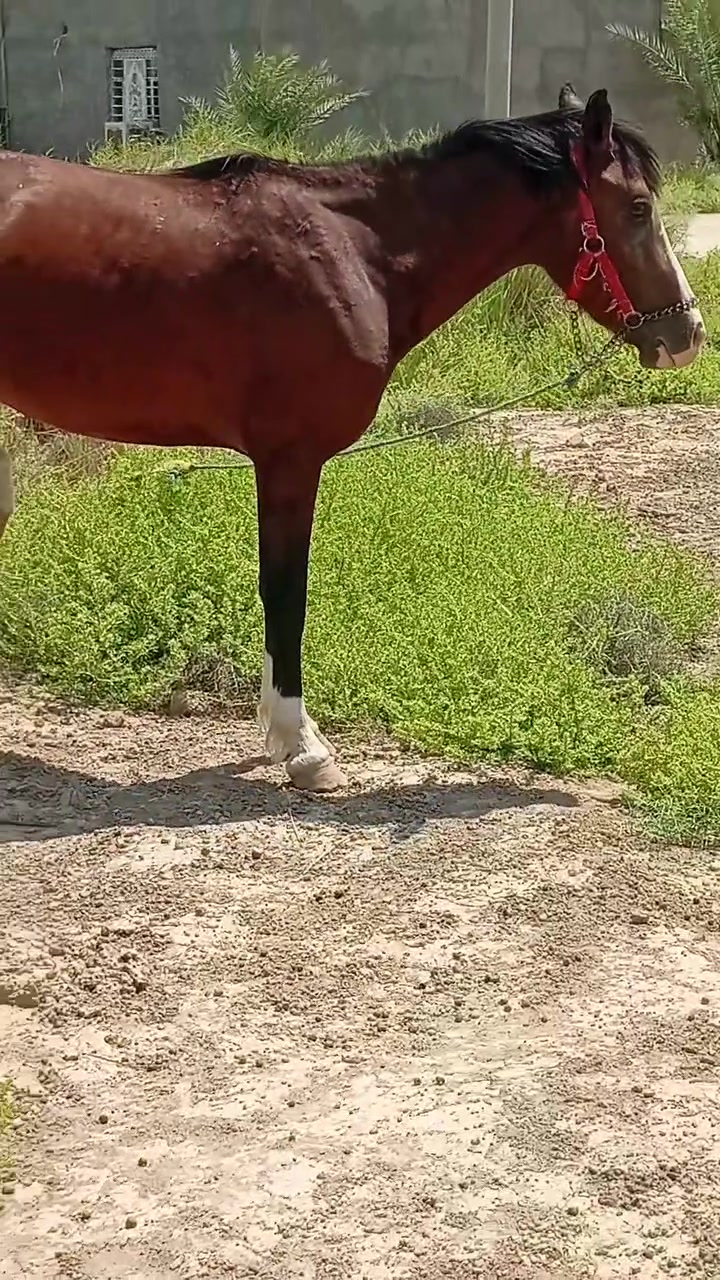 تبارك الرحمن
مهره حمدانيه راس وشليل محجله ماجاببه ولابطن شرط الخياليه والهداوه بابل ناحيه الشوملي السعر ٩٠٠ للاتصال *********** واتساب *********** يوجد توصيل لبعض المحافظات وحسب الاتفاق
