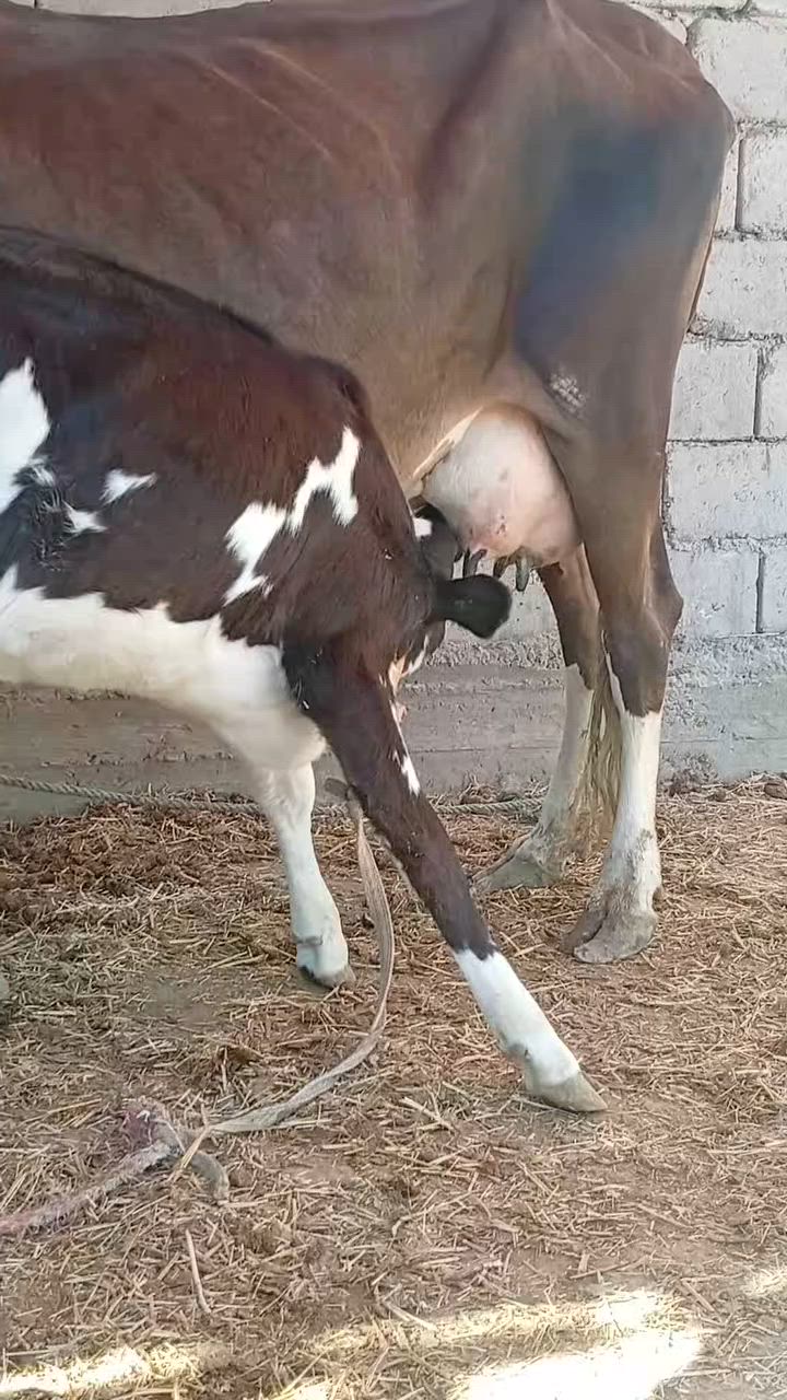 بسم الله الرحمن الرحيم                 ربنا آتنا من لدنك رحمة وهيء لنا من امرنا رشدا
صدق الله العلي العظيم 

ابقار عدد 2خط اول وحده خشنه عملاقه هوشتاين وراها فحل والثانيه سمنتال وراهه بجر جمه عرموطه حليب ودسامه خير من الله متعهدات بكافه شروط الجني بابل ناحيه الشوملي للاتصال *********** واتساب *********** يوجد توصيل لبعض المحافظات وحسب الاتفاق
