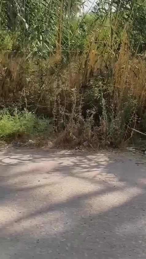 اللهم صل على محمد وال محمد
للبيع قطعة أرض المساحه 405 متر طابو زراعي صرف تحتوي على مجموعة من النخيل والاشجار وبيها برينه وغطاس لغرض السقي كما موضح في التصوير مسيجه بالكامل موقع القطعه الشارع الرابط بين شارع 100 وبزل حجي علي تنزل على الفرعي مسافة 350 متر واجهة القطعة على شارع تبليط 30/75 كافة الخدمات ماء وكهرباء وتبليط اخوان رحمة على اموتكم بس الشري وفلوسه جاهزه يتصل للااستفسار على صاحب القطعه 
***********
