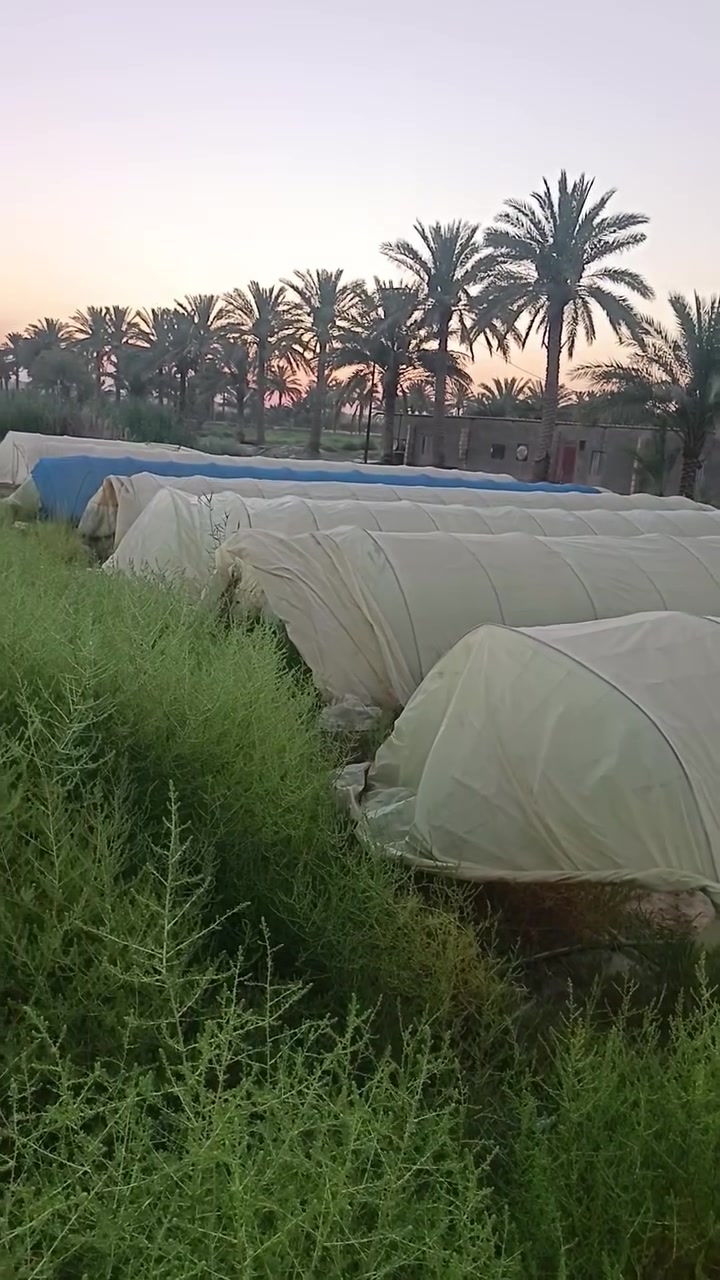 السلام عليكم ورحمة الله وبركاته بيوت للبيع العدد ١٢ بيت عرض البيت ٣.٥٠ متر والطول ١٥ متر والارتفاع ٢ متر النايلون درجة اولى استخدام موسم واحد بعدهن جديدات ما بيهن اي ثقب الشيش ما اعرف حجمة بالضبط موجود بالصور  وياه سيم  يعني البيوت جاهزات بس تنصب السيم ايضا موضح بالصور نوعيته سيم مغلون  اكو بيوت بعدهن ما مشدودات سيمهن وشيشهن ونايلونهن كله جديد ما مستخدم نهائيا وياهن لفة نايلون  ما مستخدمة سعرهن كلهن ب مليونين ونصف وبيه مجال كلش قليل حگ الجيه للحاب يشتري او يستفسر يتواصل على الخاص او على الرقم التالي *********** يوجد واتساب
