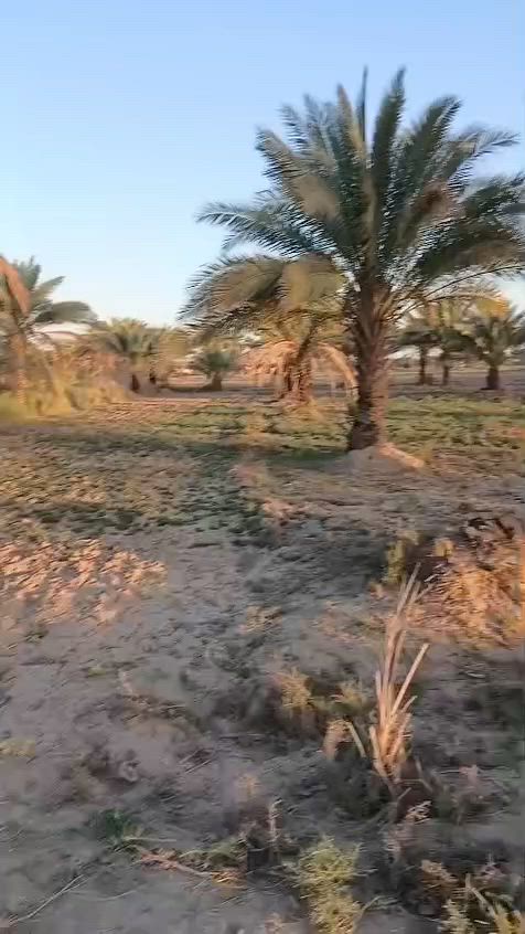 ياالله 
السلام عليكم 
عرضنا لهذا اليوم 
دونم 
طابو زراعي سند 25 
الوجه 40 
موقع الارض شارع الرابط بين شريفه بت الحسن عليه السلام وطوريج طريق الدسميه شارع الزوار 
للاستفسار مراجعه مكتب هنا المستقبل أو الاتصال 
***********
