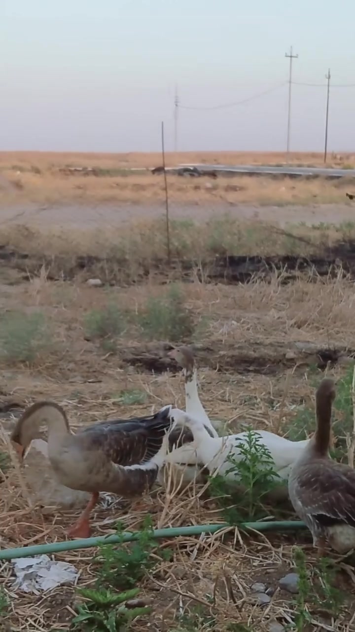متاح ثلاث قازات و ديكهن مالات بيت
***********
