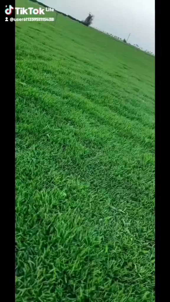 تجهيز مزارع ثيل ديالى الطبيعي التوصيل مجاني لجميع المحافظات العراق التواصل معةمدير العمل ***********
الحجز والستفسار ***********
اسرعو في الحجز  وتوجد خدمت زراعة الثيل وترتيب الزراعة 
على يد مختصين في المهنة
