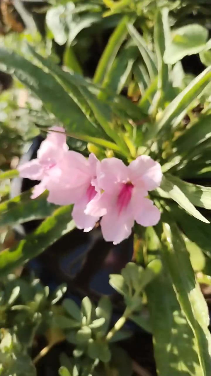 تزهير اليوم الجمعه ١٠ / ٧ / ٢٠٢٦ نبات ورد البتونيا المكسيكيه ازهار ورديه  ل، لطلب والحجز واتساب *********** السماوه أو مراسلة الصفحه يوجد خدمة توصيل طلبات داخل السماوه ولكافة المحافظات لباب البيت أنواع البذور الاستوائية النادره
