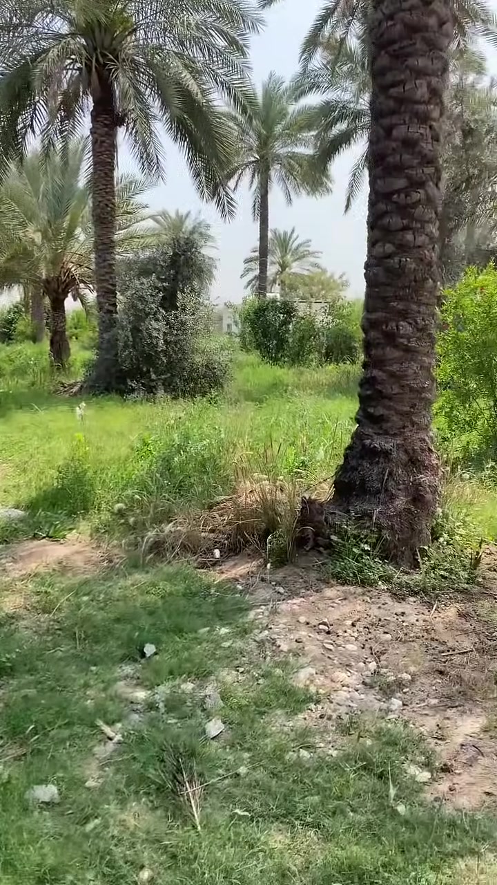 سلام عليكم
للبيــــــــــع نص دونم طابو ملك صرف وجه 16
مشجر وموضح بلفديو كلش مرتب
العنوان بغداد المدائن منطقة التويثة
للاستفسار ***********
سعر 125

