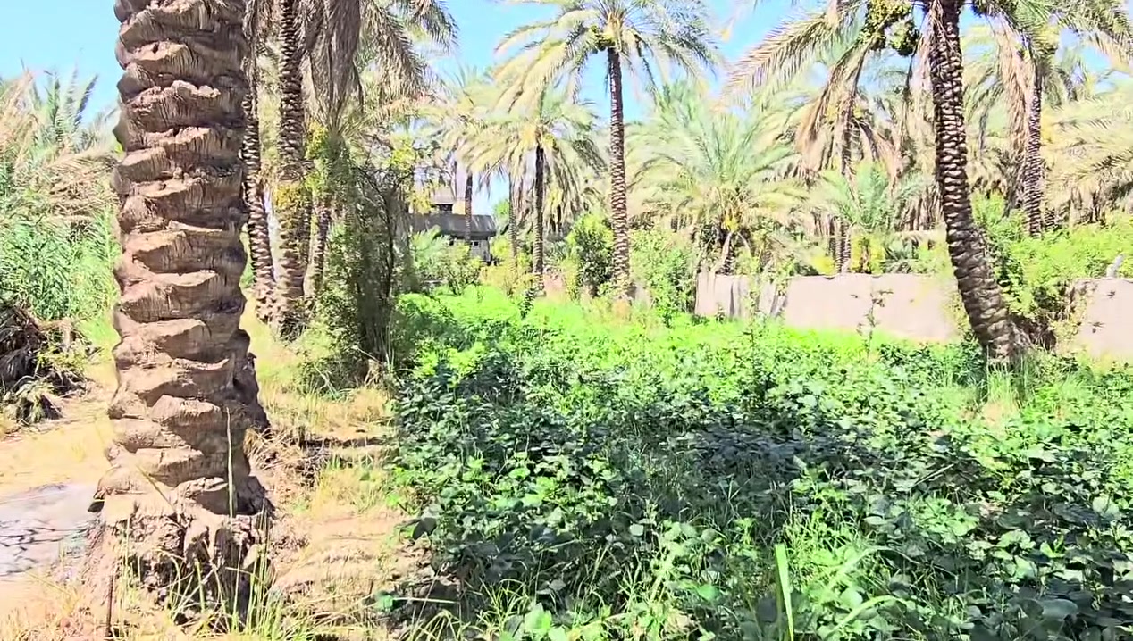 🔶 اعلان رقم 2529
موقع مثالي للسكن  📍
المساحه دونم  2,500مترمربع 🏡 #للبيع! 
تحتوي على دار + حديقه + كراج + مساحه نخيل واشجار
كل الخدمات ماء وكهرباء ومدارس واسواق 
نوع العقار طابو سند ٢٥ تحويل بأسم المشتري 
العنوان كربلاء ناحية العطيشي 
السعر ٣٥٠ مليون قابل للتفاوض للجاد في الشراء 
- موقع المكتب 📍 
طريق السيده زينب ع قرب عمود 131
- او الاتصال على الرقم التالي 📞 
ابو علي ***********
           ***********
