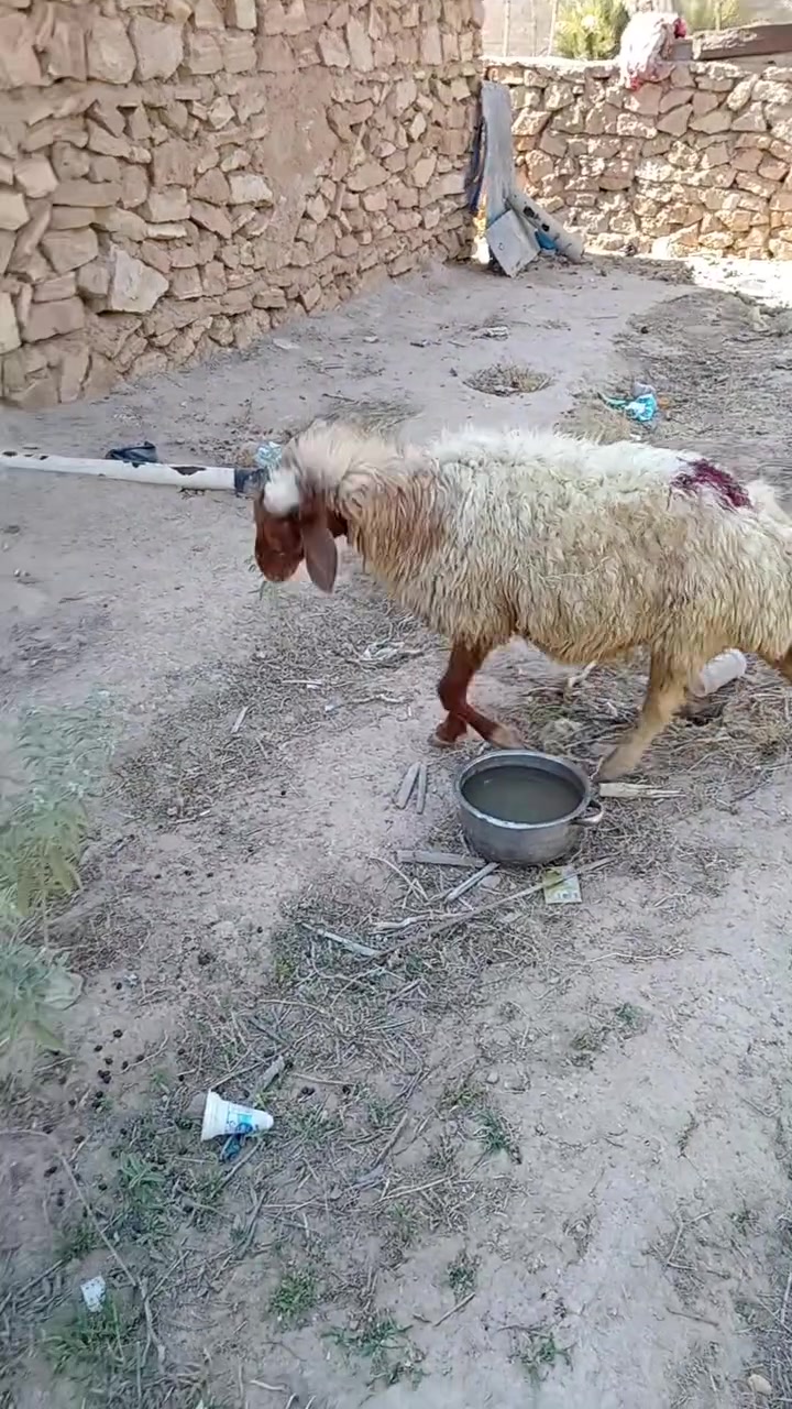 نعجه ام ثاني بطن حانيه على حض راعيها ابيع فارغ سن وشطر ونصاح معالفه وصلت 325 لعنده زود يتفضل ول مو شراي لايطحلني المكان حصئ ***********
