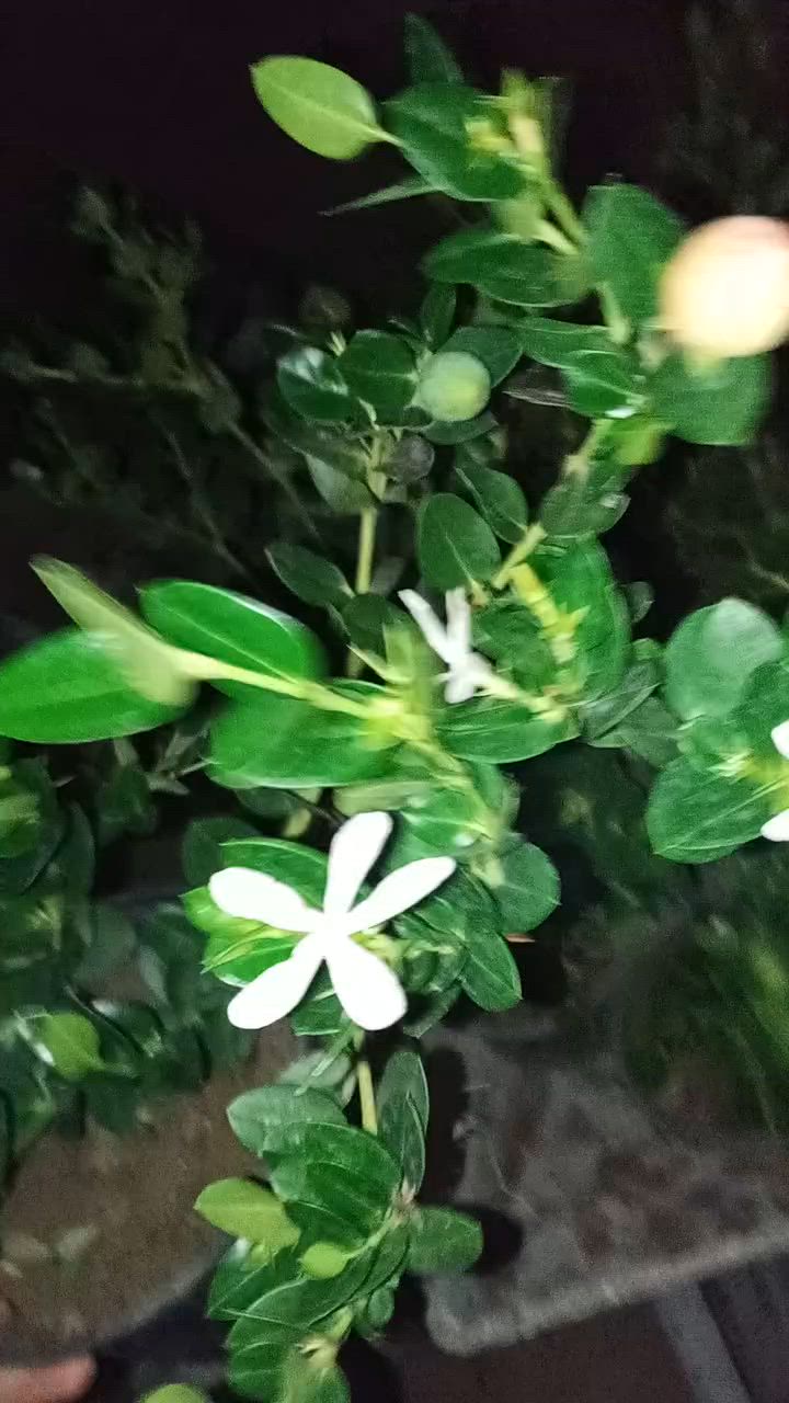 تجهز طلبات المتابعين الزبائن
من الكاريزيا المثمر والنباتات المتنوعه
سارعو بل حجز قبل نفاذ الكميه للحجز والاستفسار مراسلة الصفحه أو الواتساب 
***********

