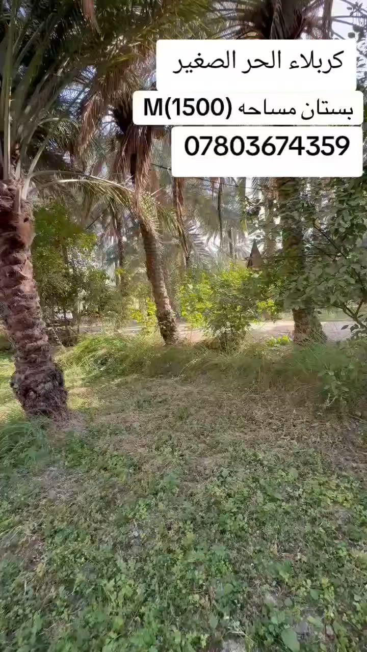 سلام عليكم بستان للبيع مساحة 1500 متر عنوان كربلاء الحر الصغير تفاصيل أكثر تصل عل الرقم التاليه او مراجعة مكتب علي السلطان عنوان المكتب البوبيات عمود 83 عنوان المكتب 🏢 
***********
