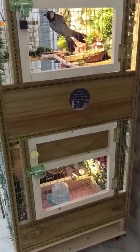 اللهم صلِّ على محمد  محمد♥️
للبيع قفص فقط 
 قفص لتكاثر الغندور والكوكتيل وطيور الحب والفنشات   وجميع الطيور بانواعها  ارتفاع متر و ٤٠  مع الجروخ الواجه ٨٠ نزال ٦٠ عمل كلش روعه السعر ١٣٥ ألف الاتصال            ***********
