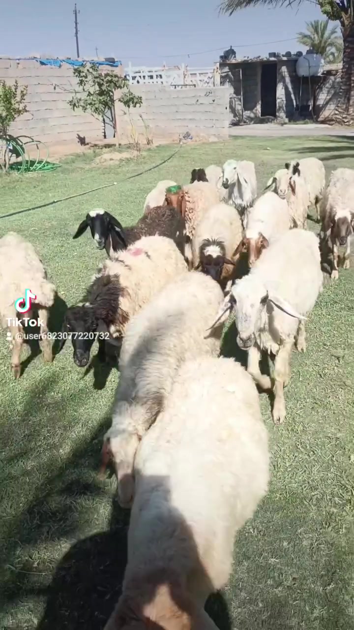 بسم الله الرحمن الرحيم ما شاء الله متاح حلال للبيع العدد 15 حلال درجه اولى كل سن وشطر مال الديرهكل ثالث بطن وثاني بطن وين اللي يدور حلال ما تجيني رقم واحد حلال قصه واحده وخير من الله من القنم واحده مكان الحلال بغداد مشاهده قرب التاجي سعر زوج قفل 525 توصيل ما عندي هذا رقمه واتصله حياكم الله. ///‏‪***********
