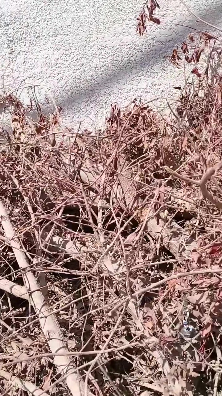 حطب مجاني للحسين لي محتاجه يجي ياخذه بلد شارع الأمير الاستفسار اتصال بلرقم ***********
