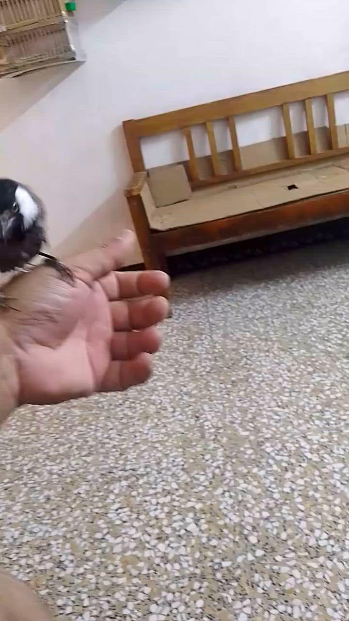 متاح بلبل اليف طينة السعر 75 مكان الغزالية


**إذا كنت صاحب هذا الإعلان وتريد حذفه لأي سبب، رجاءا أرسل رسالة إلى الدعم الفني**