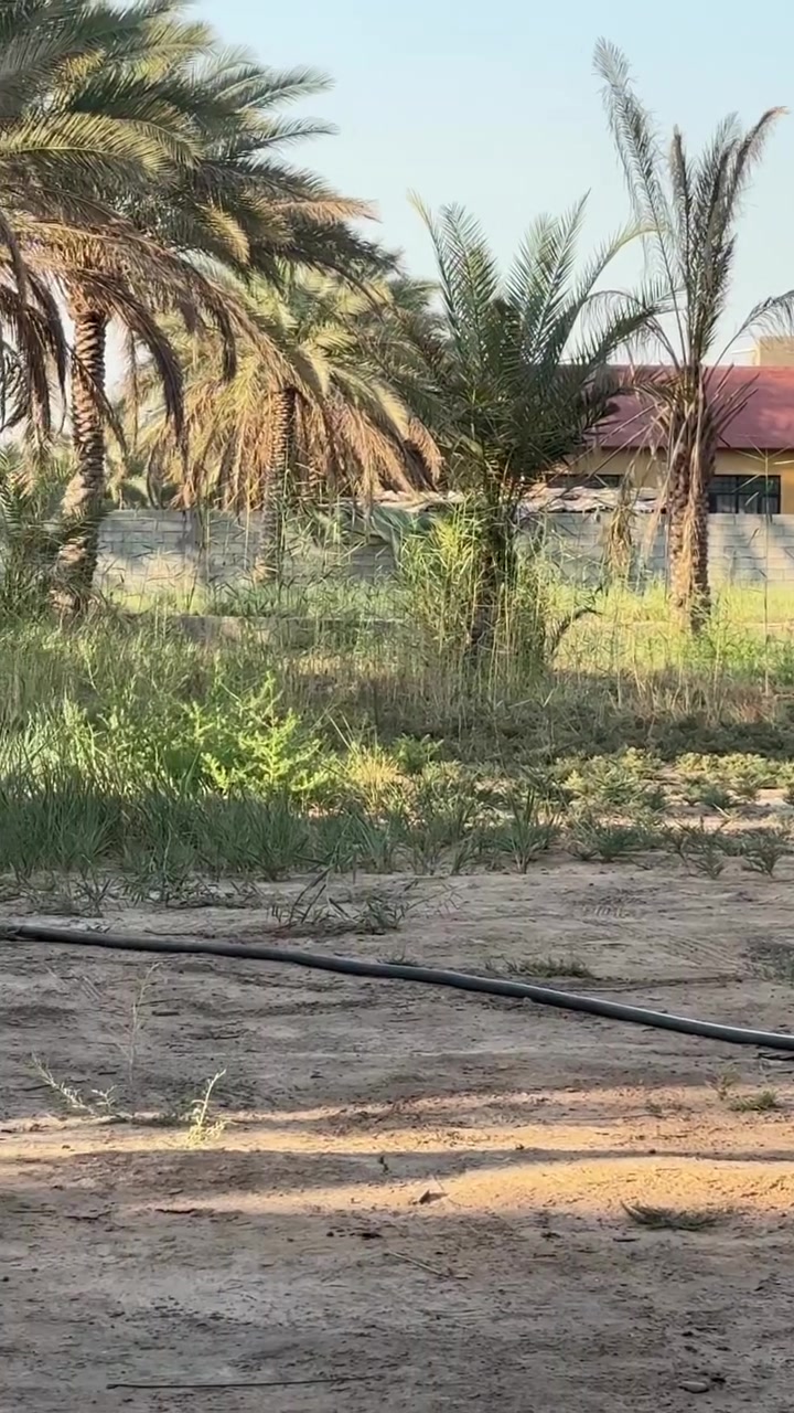 1-بستان دونم ونص مساحه 3750 متر لبيع
2-يحتوي على جبلون مساحه 360متر وجه11ونزال33
3-ويحتوي على رباط منزل مساحه 340 متر 
4-مزروع اكثر من 60 نخله متنوعه  وشجار تين وسدر 
5- جميع الخدمات متوفره ماء وكهرباء  ومجاري 
6-يبعد عن  اليمام الحسين 5كيلو 
7-نوع السند عقد 117
8-سعر 320 مليون 
9-استفسار ***********
