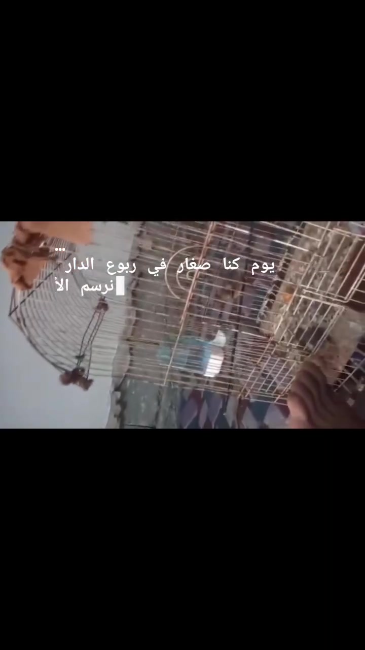 بلابل للبيع زوج السعر 50 عنوان بغداد تاجي *********** بو واتساب
