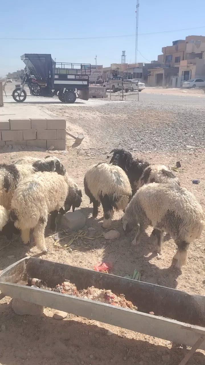 يوجد طليان للبيع  طليان خشنات وسمان المكان تكريت الديوم المحل مالتي مقابيل سوق الجمعه هدا رقمي ***********
