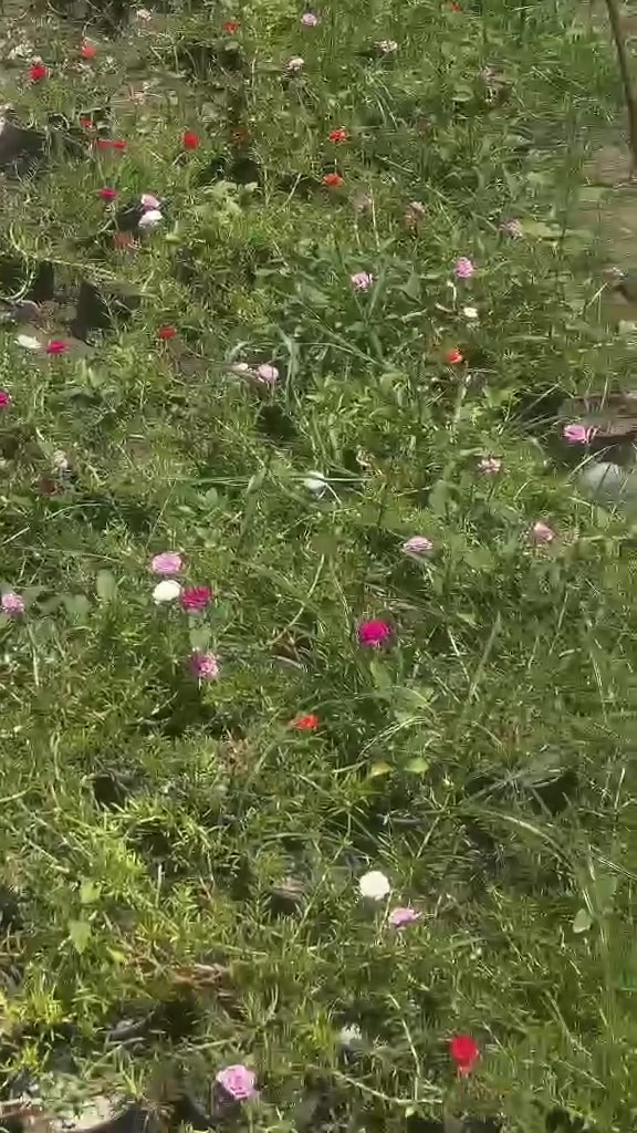 السلام عليكم يوجد ورد الصباح عراقي
كافه الاوان
العنوان بابل شارع السياحي قريه الياسيه ***********
