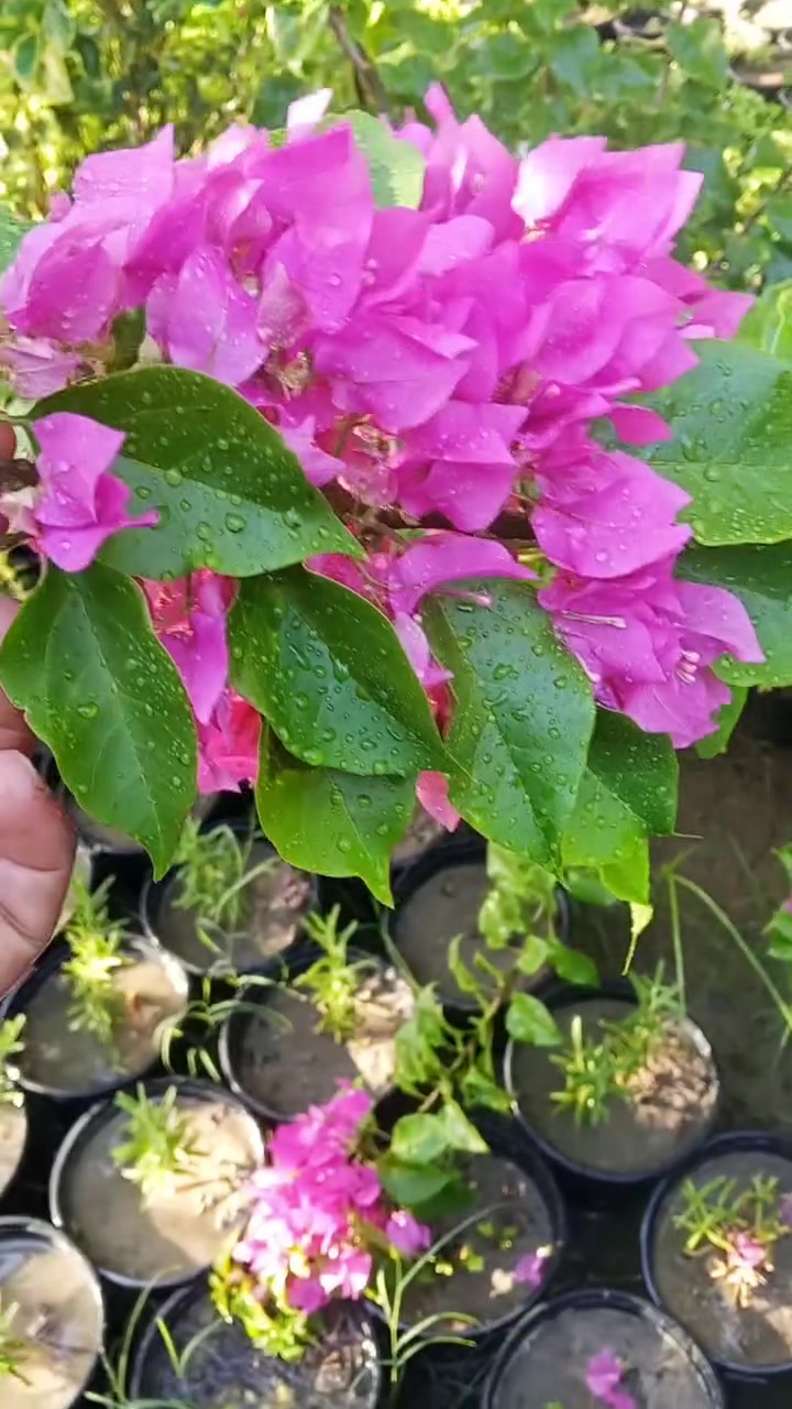 يتوفر لدينا جهنمي شجري إيطالي للحجز والاستفسار مراسلة الصفحه أو الواتساب 
*********** يوجد توصيل لجميع محافظات العراق
