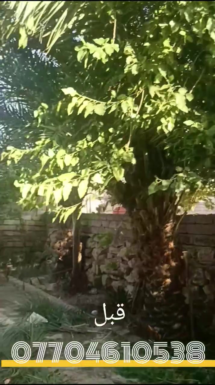 تقليم اشجار حسب وطلب رغبت الزبون 🌴🌳🍃🍀
اتصل ***********
