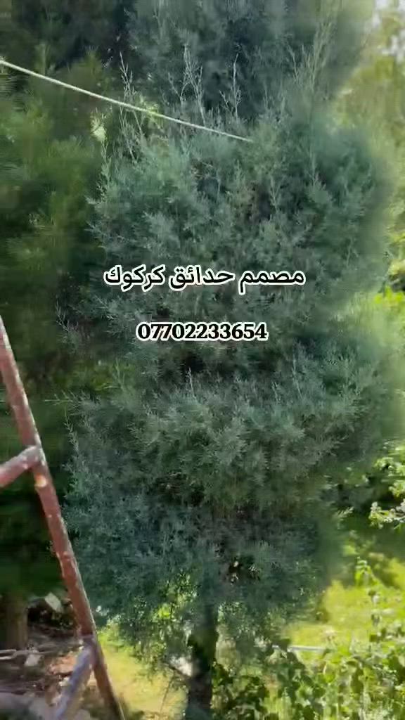 جانب من أعمالنة أدامة + تنظيف حديقة بدقة عاليه..
مستعدون لعمل كافة أنواع الحدائق الداخلية و الخارجية و الارصفة و المزراع..
تنظيف و قص الثيل و تقليم الأشجار و تسميد و تبديل التربة لكافة أنواع الحدائق في كركوك ..
أي أستفسار أتصل ***********
أسطة حدائق لتصميم و عمل كافة أنواع الحدائق المنزلية ***********
