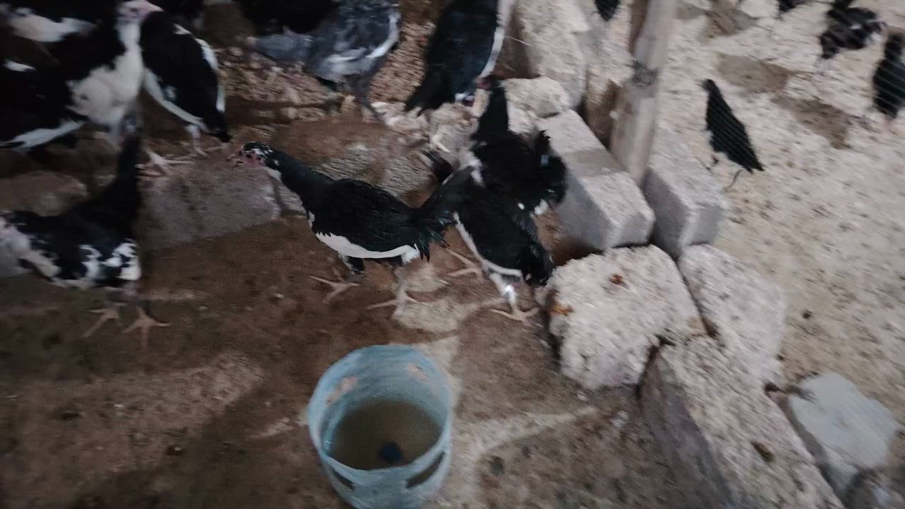 سلام عليكم للبيع ديك ***********
