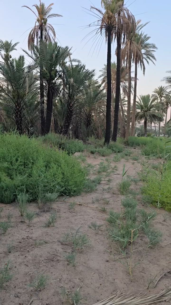 #فرصه #استثماريه #تجاريه #في #مجال #العقار 

🌹 ٨ دونم ونصف للبيع 🌹 وبسعر مناسب 

🌲المساحه  (  ٢١٢٥٠ متر )

🍁واجه ( ٢٥٠ متر )

 🍁نزال( ٨٥ متر)

🌲الموقع مميز جدآ 

🌲الأرض طابو زراعي سند 25  

    كافه الخدمات متوفرة :.
 
💐 ماء اساله 💧💧💧💧

🍂ماء سقي 💧💧💧💧

💐 كهرباء وطنيه ⚡⚡⚡⚡

💐 مولدة شارع 🔌🔌🔌🔌

💐 صالحه للسكن 💯 / 💯 🏠🏠🏠🏠

💐 تصلح مجمع سكني🌇🌇🌇🌇

💐 صالحه للزراعه  💯 / 💯 🌴🌴🌴🌴

💐 ثلاث طرق نظاميه و رسميه بعرض ١٠ متر 

💐 تبعد عن شارع حله بغداد ١٠٠ متر 

🏞 يتعهد البائع بعدم وجود أي مشاكل على الأرض 

💐 مجاوره العديد من الدور السكنيه والمزارع
 البساتين 

🗺باقي التفاصيل موضحه في مقطع فيديو  📹 

💐الموقع //  بابل  قضاء المحاويل قرب دائرة ماء المحاويل 

❇️  🌻🌻🌻🌻🌻🌻🌻🌻🌻🌻🌻🌻🌻

للإستفسار اكثر او معرفة السعر يرجى مراسلتنا او الاتصال على الارقام التاليه او زياره #مكتب #عقارات #اراضي #المحاويل الكائن في قضاء المحاويل حي ١٧ قرب #روضة #ساندي #بيل 
*********** /// *********** حسين أبو شمس
