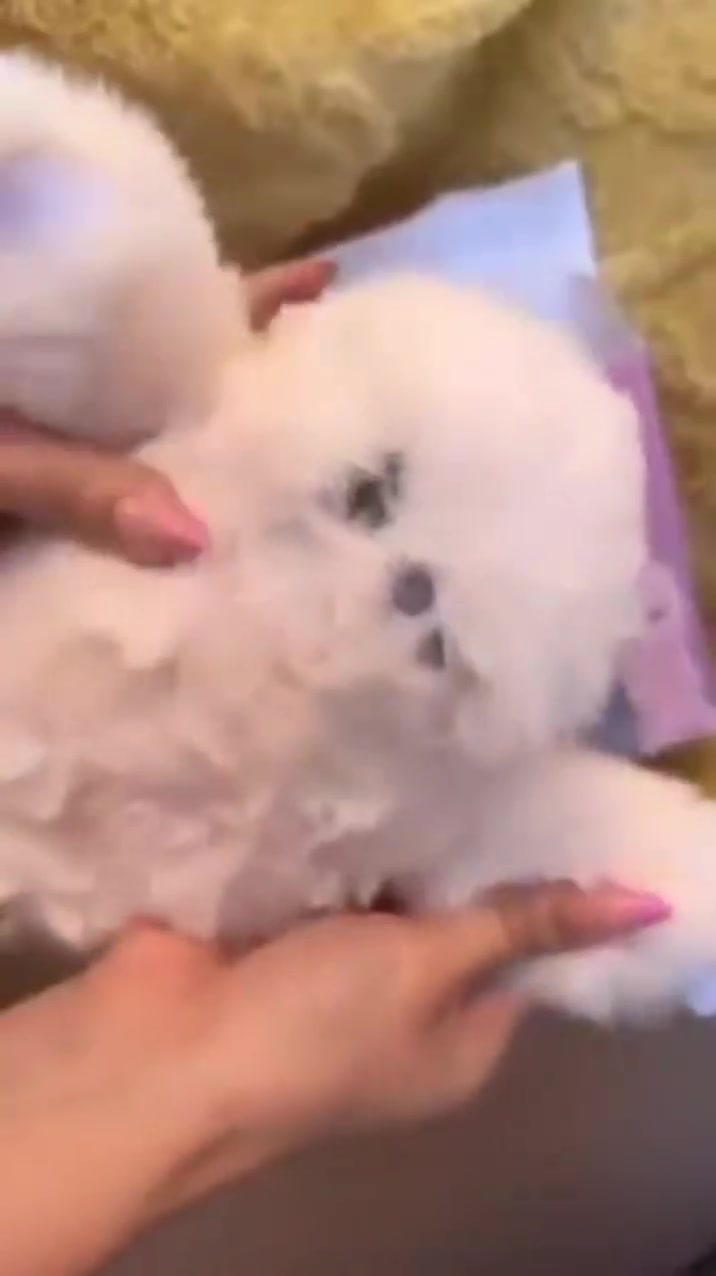⁨ مجمع الريان كل مايحتاجه بيتك بمكان واحد🛍
 وفرت الكم لترند لجديد 🤗🦉
مايرومي هو دمية و روبوت نفس الوقت، يعرف يتحرك، يتفاعل وياكم من تلمسوه، و حتى يعرف يقلد اصوات 🫶🏻
يخبل بالحقيقه تحس احساس غريب ويتفاعل وياك😍

 تشكيلة متنوعة من المواد المنزلية بجودة وأسعار مناسبة ✨ أدوات مطبخ ✨ مستلزمات منزلية ✨مواد تجميل💄قسم حديث ولاده😇قسم السفريات🍽قسم سليبرات🩴قسم تجهيز باقات ورد وهدايا💐🎁 منتجات عملية للاستخدام اليومي
📩 للاستفسار أو الطلب راسلونا على الصفحة 🚚 تتوفر لدينا خدمة توصيل لكل المحافظات
الرقم //***********
العنوان //بسمايه الشارع العام مقابل برهومي الشارع الخدمي مجاور أسواق اللؤلؤة
أوقات الدوام⏰من الساعة 10 صباحاً الى الساعة 1 ليلاً
