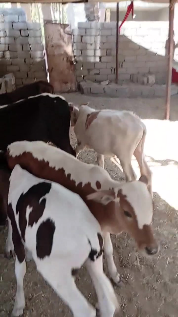 عجول  عدد7مكان بابل ***********
