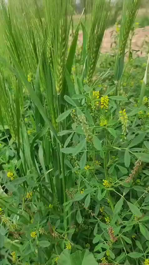 بستان دونمين عقد للبيع   يحتوي على بيت هيكل بدون سقف  البناء رفت وطابوق جمهوري يحتوي البيت عن استقبال ١٥ متر غرف عدد اثنين بطول ١٠ متر حولي ٨ متر في ٨ متر مطبخ ٦ متر حار وبارد
يحتوي البستان على مجموعة انواع نخيل تقدر اعدادها اكثر من ٥٠  نخله من البرحي والمكتوم والخضراوي ديالى
  اضافة الى مجموعة اشجار الحمضيات والفواكه والبستان مغسول وجاهز للزراعة ومسيج من اربع جهات
 توجد كهرباء امام الباب  وبير  ماء حلو  وجدول امام البستان ماء اروائي يوجد ماء اساله غير  موصل  المنطقه مسكونه والجوارين طيبين  العنوان  بغداد بعد الجسر الفرنسي  مقابل  سكلة ابو علي العكيلي بيت بوهان  البستان مقابل الاسكله الشارع الفرعي عرض  الشارع ١٥ متر يبعد عن الشارع العام ٥٠٠ متر   البستان على الشارع الفرعي مقابل البزل   عرض البستان ٣٠ متر نزال ١٦٠ متر  ....... السعر  ١٧٥  قابل للتفاوض  للعلم  يصلح للسكن  وللاستثمار ويصلح  مزرعه  شاليه  للايجار  ويوجد   محصار للحلال للتواصل  ***********
