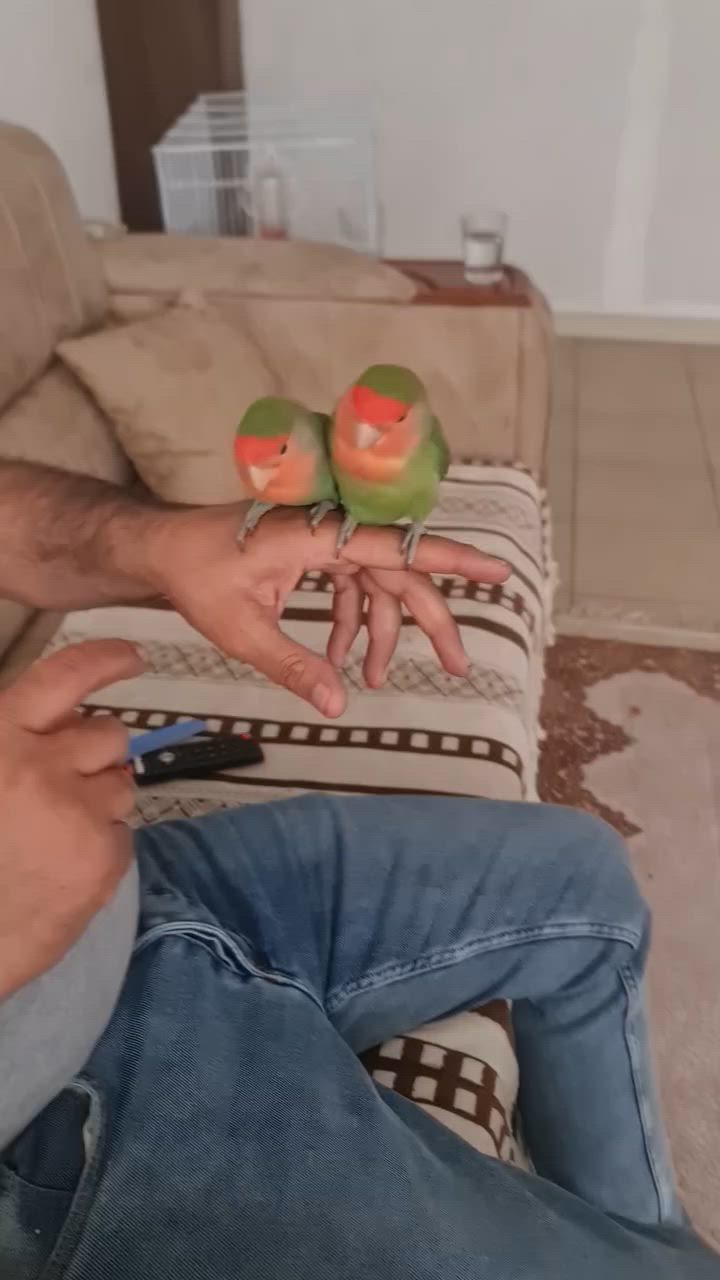 غندور امايات فول الافة مع قفص كبير *********** مزاويج على وجه بياض
