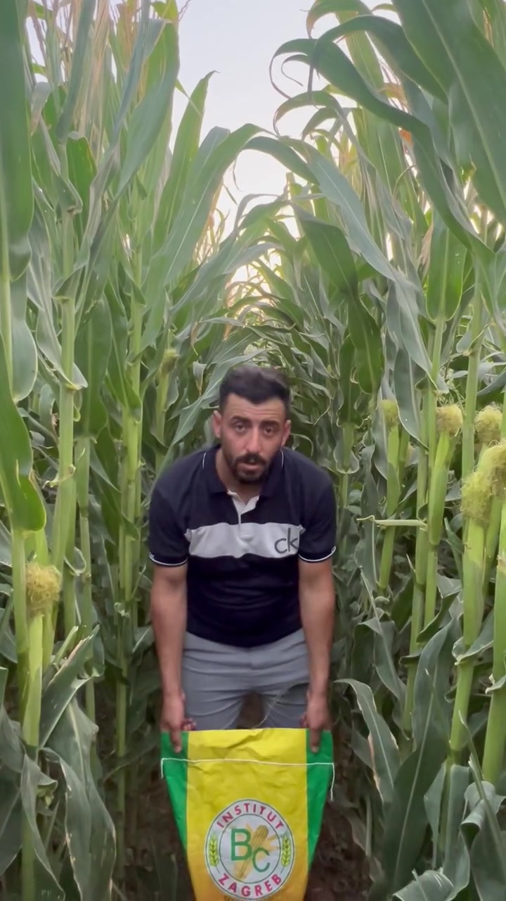 بسم الله ماشاء الله
اليوم في جوله حقليه
عن الصنف الواعد الكرواتي المنشا
#الونور
صنف ثنائي الغرض
ماشاء الله النتائج تتكلم
للطلب او الاستفسار
هـ***********
مكتب العالمية الزراعي
