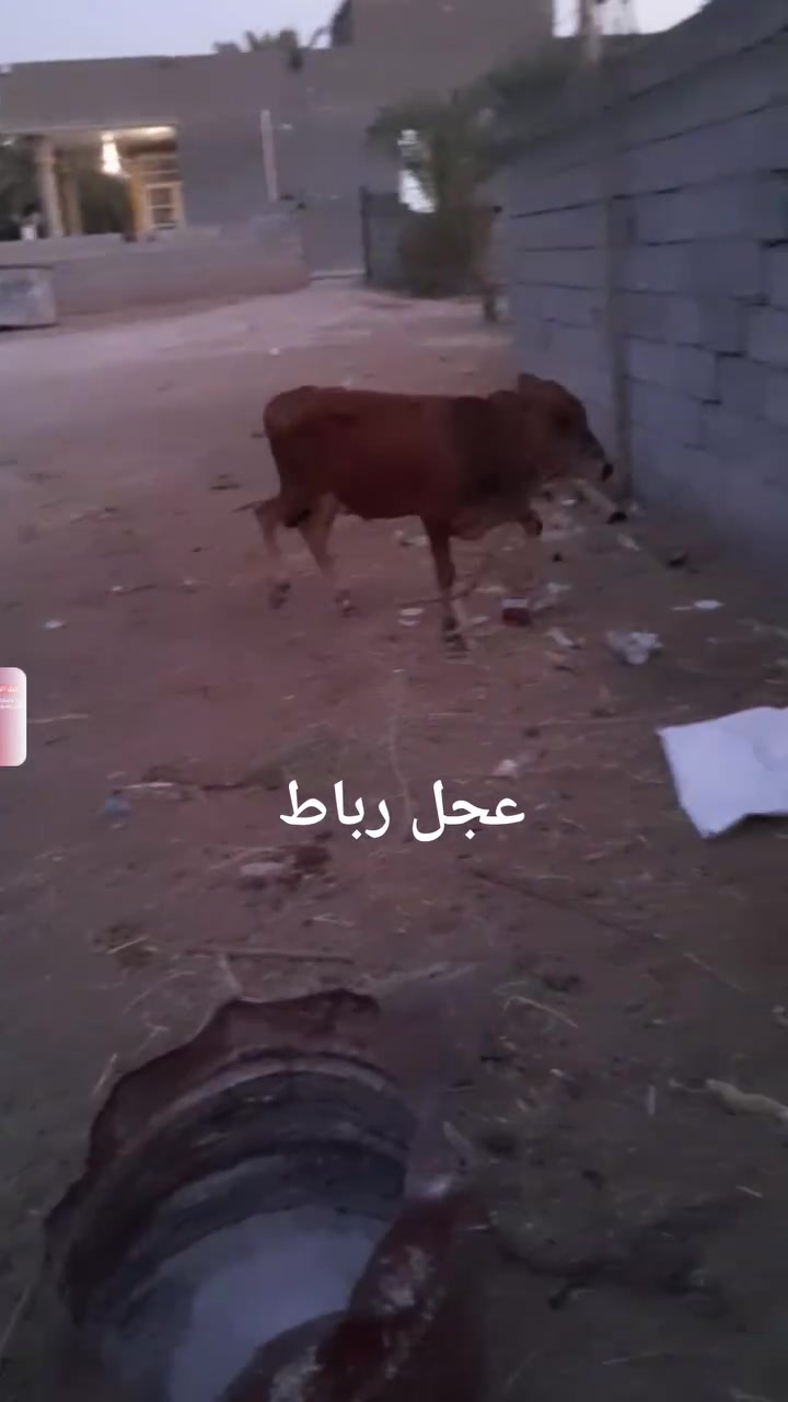 للهم صلي على محمد وآل محمد 
عمي وين اليدور نذر 
وين رباطه وين هل المواكب  للبيع  
طليان عجول بجور تجهيز كافت المناسبات 
اخوكم وخادمكم 
رائد العزاوي تصال على الرقم 
***********
