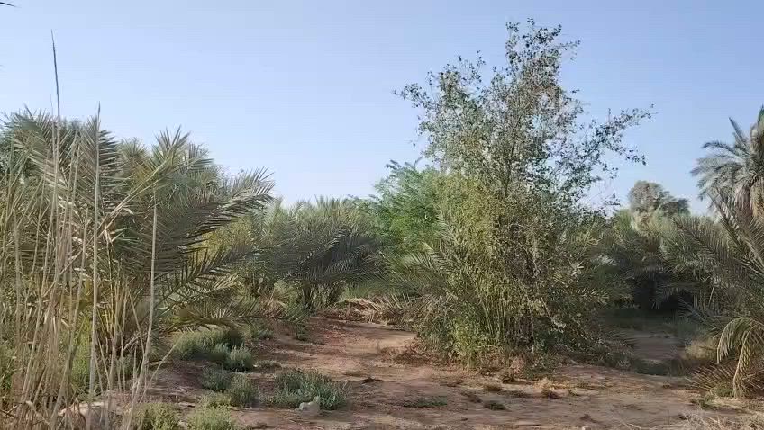 السلام عليكم✅
اخوان يوجد لدينا بستان مع بيتين مع محل للبيع✅
 ع طريق الامام الشريف عليه السلام ✅ من الشارع للشط 
 الواجه 32م ✅
والنزال 180متر
 تقريبآ✅
 البستان يحتوي ع انواع النخيل ✅
وموقعه قريب كلش✅
 من بعد مدرسة ذات العلم✅
 بداية العليمين الشراي يراسلني وبلخدمه ✅
الموشراي رجآ لايراسلني ✅
اخوكم سيد عمار الاعرجي


**إذا كنت صاحب هذا الإعلان وتريد حذفه لأي سبب، رجاءا أرسل رسالة إلى الدعم الفني**