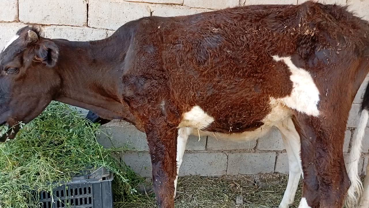 بجور عدد٣ البيع بسعر مناسب جداً الشراي ويوجد خدمت توصيل كل محافظات وحسب تفاق بابل الشوملي ***********
