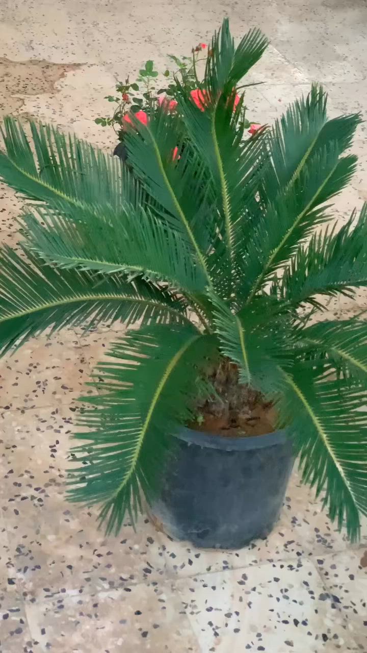 السلام عليكم ورحمه الله وبركاته
بسم الله ولاقوة الا بالله المنظر يتكلم بروحه🌴🌴
نخل السايكس او اسمه العلمي Cycas revoluta 🌴🌴
من أجمل أشجار نخيل الزينه و يبلغ ارتفاعها ما بين 2 الى 3 أمتار و قد يصل الى 6 امتار،الجذع قائم و بطيئة النمو جدا و تعمر طويلا و الاوراق ريشية الشكل لونها اخضر داكن و منحنيه للاسفل 🌴🌴و هي ثنائية المسكن حيث تكون الازهار الانثويه في نبات و الذكريه في نبات اخر،تنمو في التربه المزيجيه جيدة الصرف و الرطوبه المتوسطه و تنمو في المواقع المشمسه بشرط حمايتها من الشمس 🌞المباشره بزراعتها تحت ظل الاشجار الكبيره و تزرع داخل المنزل بتوفر الاضاءه 💡💡💡
متوفره عندنا بالمشتل حسب الطلب 🍀☘️
@مشتل ايلا
العرض مختفي ليه فتره 🥰


**إذا كنت صاحب هذا الإعلان وتريد حذفه لأي سبب، رجاءا أرسل رسالة إلى الدعم الفني**