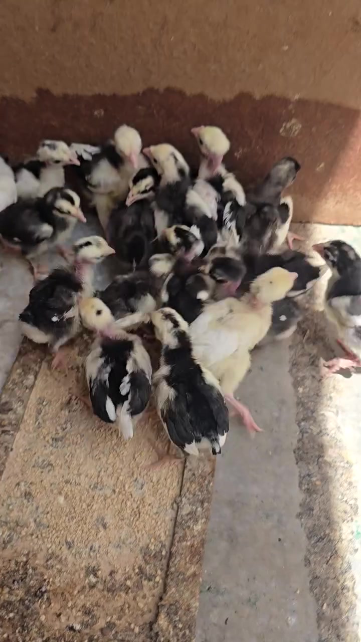 عمر ١٢ يوم وبيهن اكثر
عدد ٢٠ تك
١٠ ابو ركيبه 
و١٠ مو ابو ركيبه 
بس بنات ابو ركيبه كلهم 
ماخذات كورس تهاب صره وفيتامينات 
مكان بغداد الشعلة اتصل على الرقم ***********
او واتساب موجود 

من حلال الاخ #وائل
