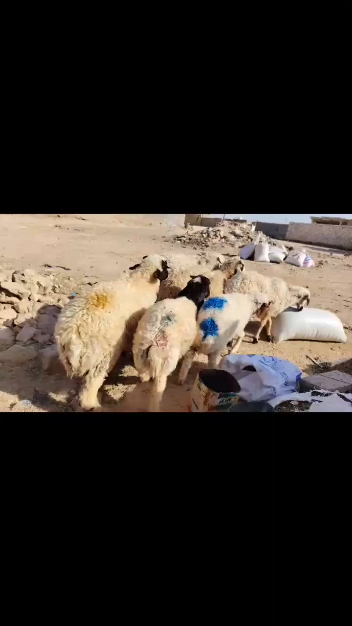 متاح طليان 6 ودجات 2 شرط نصاح كلشي يرهمن ذبح يرهمن جنيه خشانه فول ومعلوفه
وعلاه كل عيب
سعره الزوج 565 الف
الشراي يتصل على رقم ***********
المكان حديثة
*********** بي واتساب
