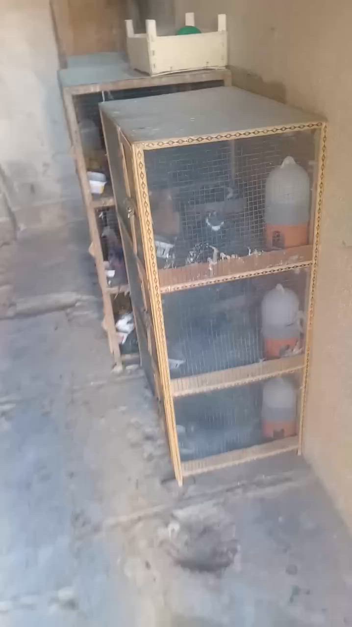 شلع هنه ولخانات مخاليف اكبار زغار الحمام مال جاني وموثق فقط لوت ألوان جميعها وتور حبري رماني تغريب العدد ٧٠ أو أكثر شلع ب١٢٥ توصيل موجود لاتتخدل وتعامل وبيدك ب١٠ تالاف تعرف توصيل شلون اتفضل خاص تحب تعال وخذهن من البيت تحياتي


**إذا كنت صاحب هذا الإعلان وتريد حذفه لأي سبب، رجاءا أرسل رسالة إلى الدعم الفني**