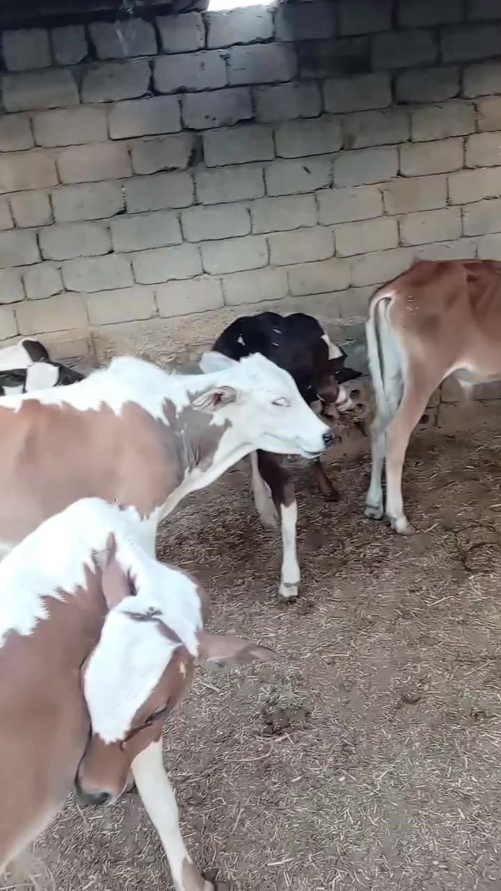 عجول عدد 12مكان بابل ***********
