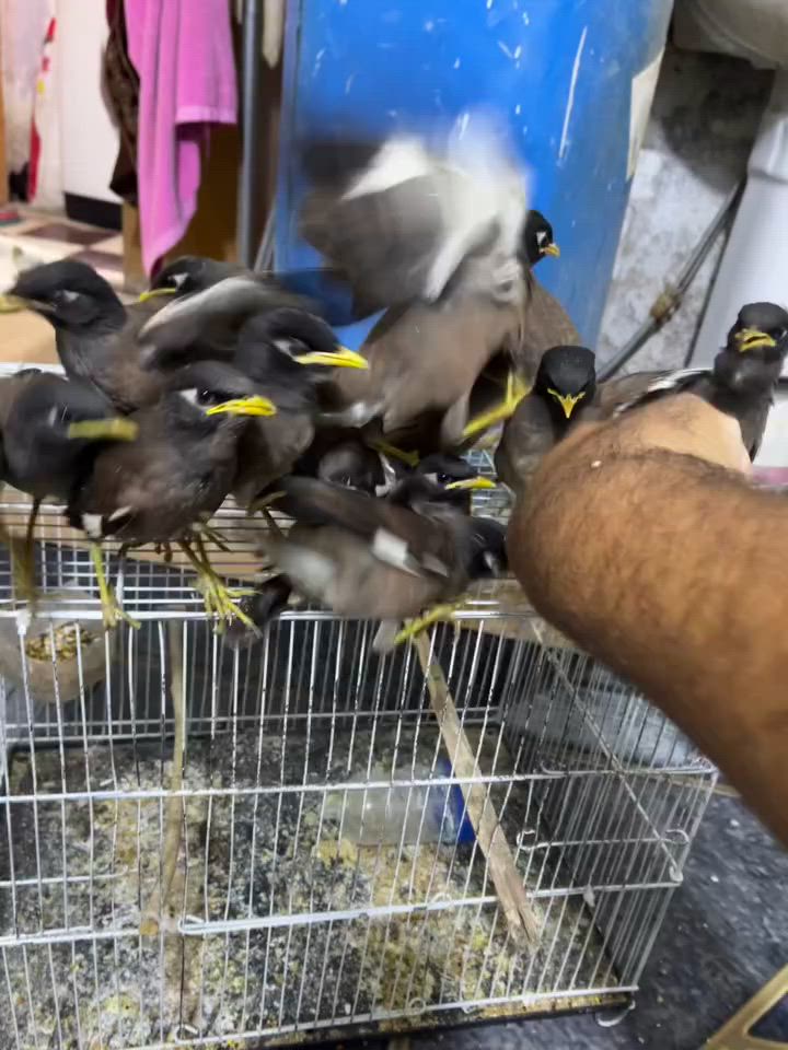 مينا اليفه  التك ب25 الف  شهربان حي العصري ***********
