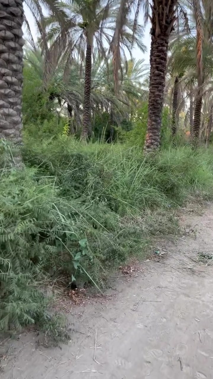 ملك طابو زراعي سند 25
لتواصل على رقم /***********
