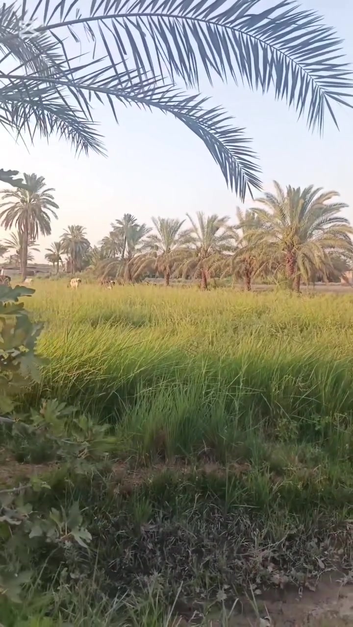 السلام عليكم ورحمه الله وبركاتة
ارض للبيع في ناحية المدحتية موقعها العلاك  خلف معمل الغاز  الدخول لها من شارع المجزرة النموذجية  المساحة 4دونم تحتوي على نخل وماء نهر سند الارض طابو زراعي سند25 للأستفسار الاتصال على الرقم 
‏‪***********‬‏
